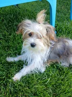 Pax, a male Shorkie for sale in Plover, WI – 1 of 10