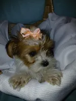 Pax, a male Shorkie for sale in Plover, WI – Photo 7 of 10