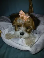 Pax, a male Shorkie for sale in Plover, WI – Photo 1 of 10