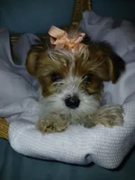 Pax, a male Shorkie for sale in Plover, WI – Photo 8 of 10