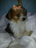 Pax, a male Shorkie for sale in Plover, WI – Photo 6 of 10