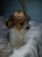 Pax, a male Shorkie for sale in Plover, WI – Photo 9 of 10