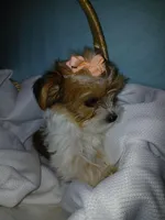 Pax, a male Shorkie for sale in Plover, WI – Photo 5 of 10