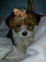 Pax, a male Shorkie for sale in Plover, WI – Photo 3 of 10