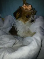 Pax, a male Shorkie for sale in Plover, WI – Photo 2 of 10