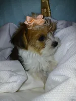 Pax, a male Shorkie for sale in Plover, WI – Photo 4 of 10