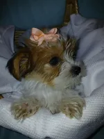 Pax, a male Shorkie for sale in Plover, WI – Photo 10 of 10