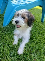 Huey, a male Shorkie for sale in Plover, WI – 3 of 10