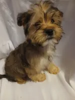 Chewy, a male Shorkie for sale in Plover, WI – 2 of 6