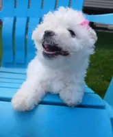 Elsa, a female Morkie for sale in Plover, WI – 8 of 10