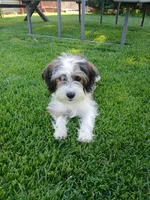 Huey, a male Shorkie for sale in Plover, WI – 6 of 10