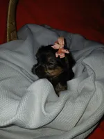 Harlow, a female Yorkshire Terrier and Shorkie for sale in Plover, WI – 9 of 10