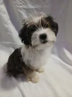 Huey, a male Shorkie for sale in Plover, WI – 5 of 10