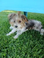Pax, a male Shorkie for sale in Plover, WI – 3 of 10