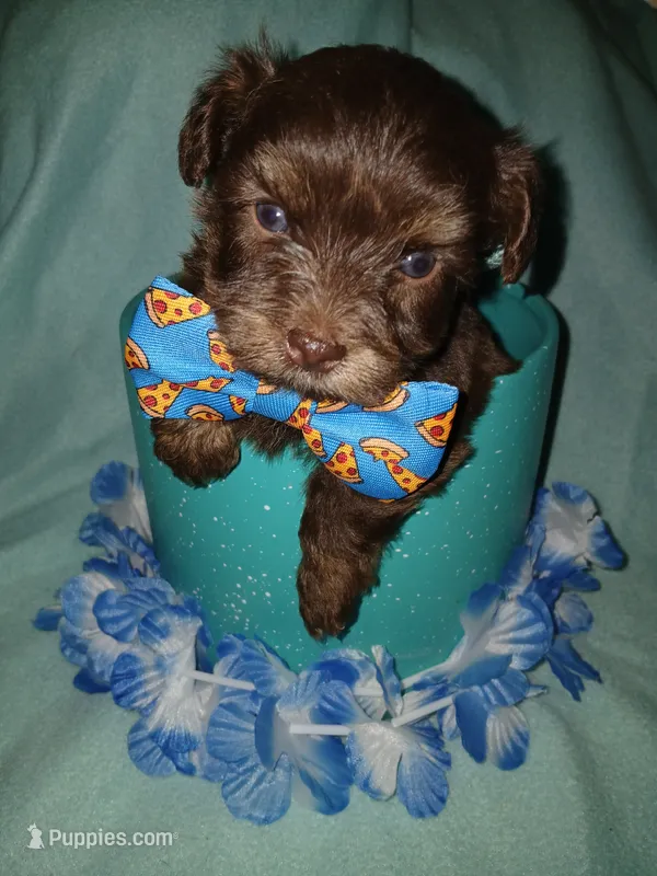London – Shorkie puppy for sale in Plover, WI
