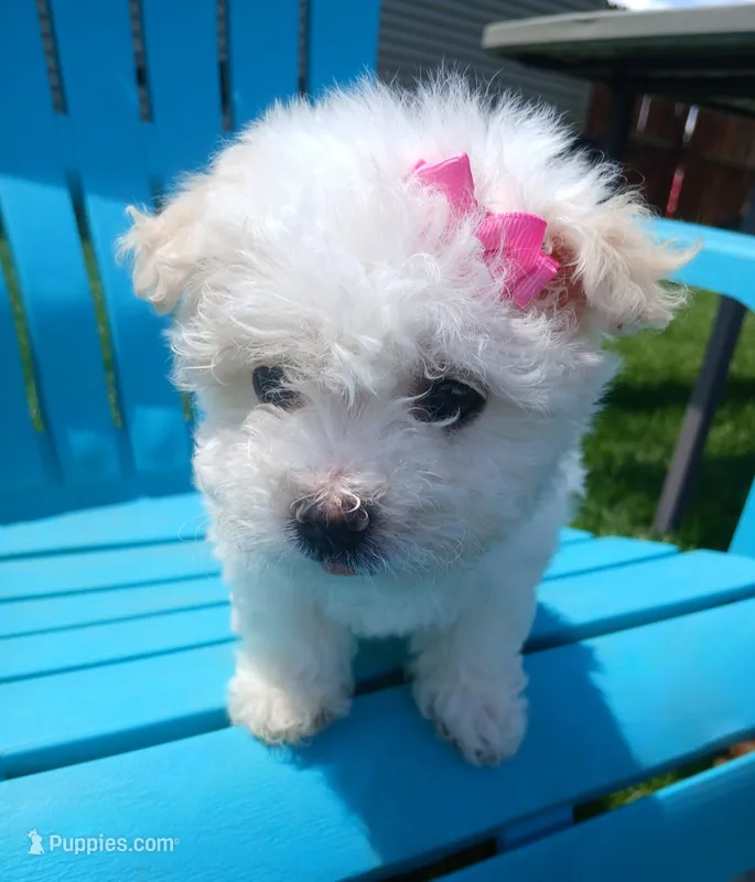 Elsa – Morkie puppy for sale in Plover, WI