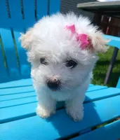 Elsa, a female Morkie for sale in Plover, WI – 1 of 10