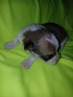 Brooklyn, a male Shorkie for sale in Plover, WI – 5 of 8