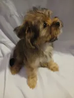 Chewy, a male Shorkie for sale in Plover, WI – 6 of 6
