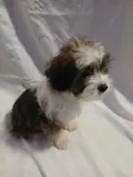 Huey, a male Shorkie for sale in Plover, WI – 2 of 10