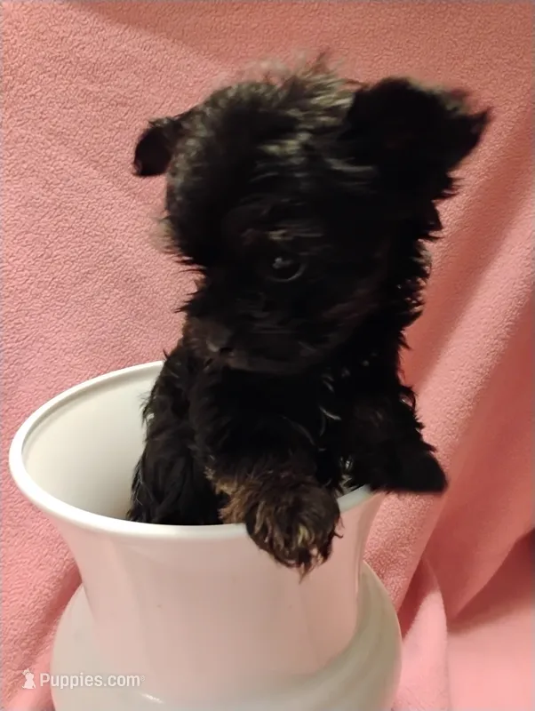 Asia – Shorkie puppy for sale in Plover, WI