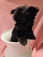 Asia, a female Shorkie for sale in Plover, WI – 1 of 9