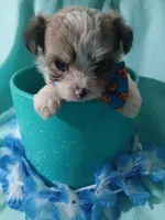 Brooklyn, a male Shorkie for sale in Plover, WI – 4 of 10