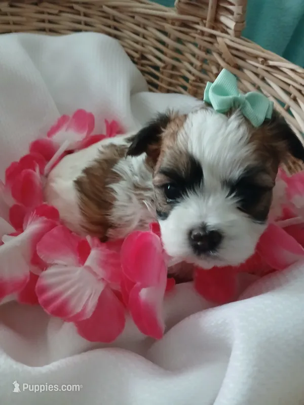 Anna – Morkie puppy on hold in Plover, WI