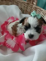 Anna, a female Morkie for sale in Plover, WI – 1 of 10