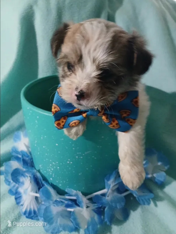 Brooklyn – Shorkie puppy for sale in Plover, WI