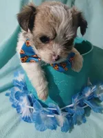 Brooklyn, a male Shorkie for sale in Plover, WI – 3 of 10