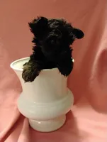 Asia, a female Shorkie for sale in Plover, WI – 5 of 9