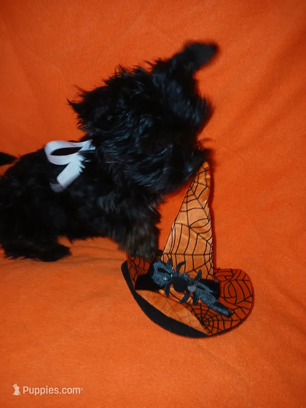 Asia – Shorkie puppy for sale in Plover, WI