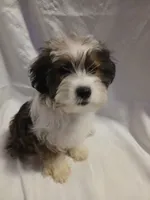 Huey, a male Shorkie for sale in Plover, WI – 6 of 10