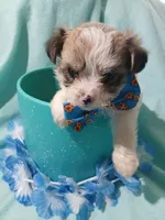 Brooklyn, a male Shorkie for sale in Plover, WI – 8 of 10