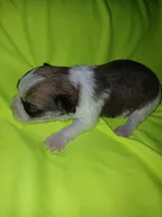 Brooklyn, a male Shorkie for sale in Plover, WI – 4 of 8