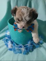 Brooklyn, a male Shorkie for sale in Plover, WI – 9 of 10