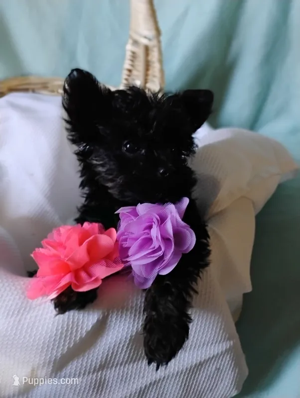 Asia – Shorkie puppy for sale in Plover, WI