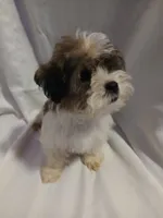 Dewey, a male Shorkie for sale in Plover, WI – 3 of 10