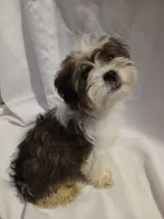 Dewey, a male Shorkie for sale in Plover, WI – 4 of 10