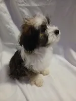 Huey, a male Shorkie for sale in Plover, WI – 3 of 10
