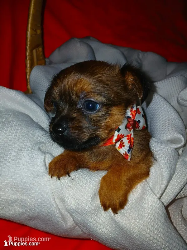 Tarlo, a male Yorkshire Terrier and Shorkie for sale in Plover, WI – 1 of 8