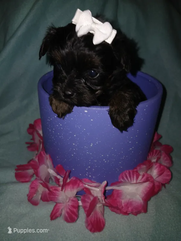 Asia – Shorkie puppy for sale in Plover, WI