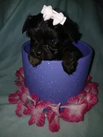 Asia, a female Shorkie for sale in Plover, WI – 2 of 9
