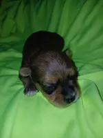 Rio, a male Shorkie for sale in Plover, WI – 3 of 8
