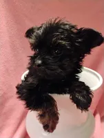 Asia, a female Shorkie for sale in Plover, WI – 4 of 9