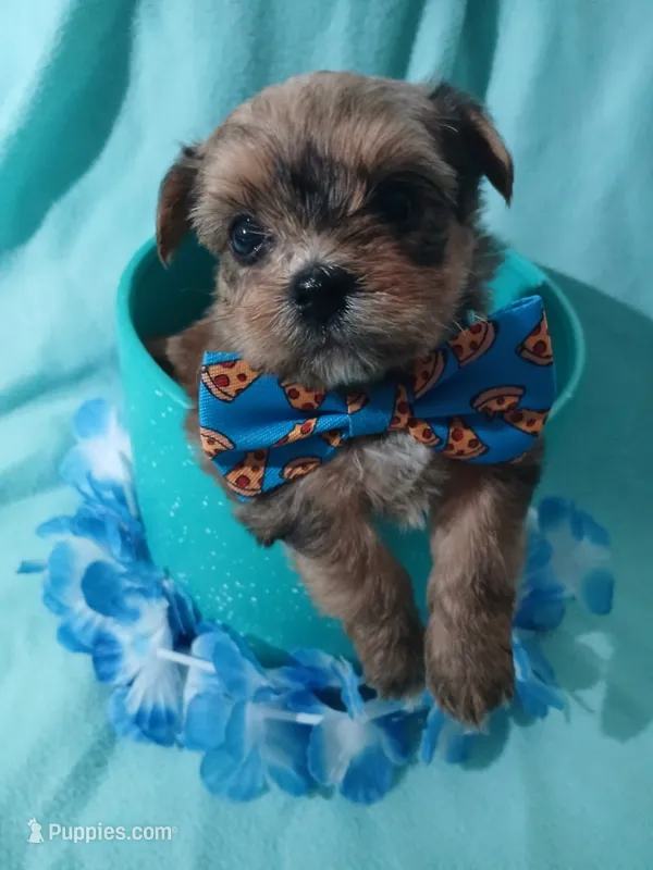 Rio – Shorkie puppy for sale in Plover, WI
