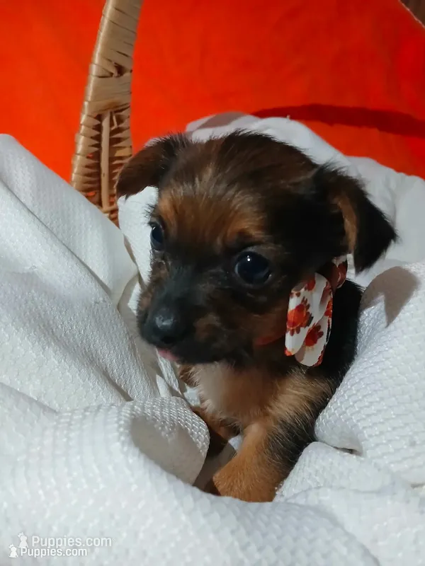 Arlo, a male Yorkshire Terrier and Shorkie for sale in Plover, WI – 1 of 10