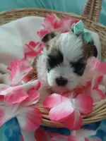 Anna, a female Morkie for sale in Plover, WI – 9 of 10