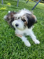 Huey, a male Shorkie for sale in Plover, WI – 8 of 10